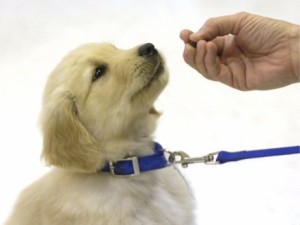 colorado dog training